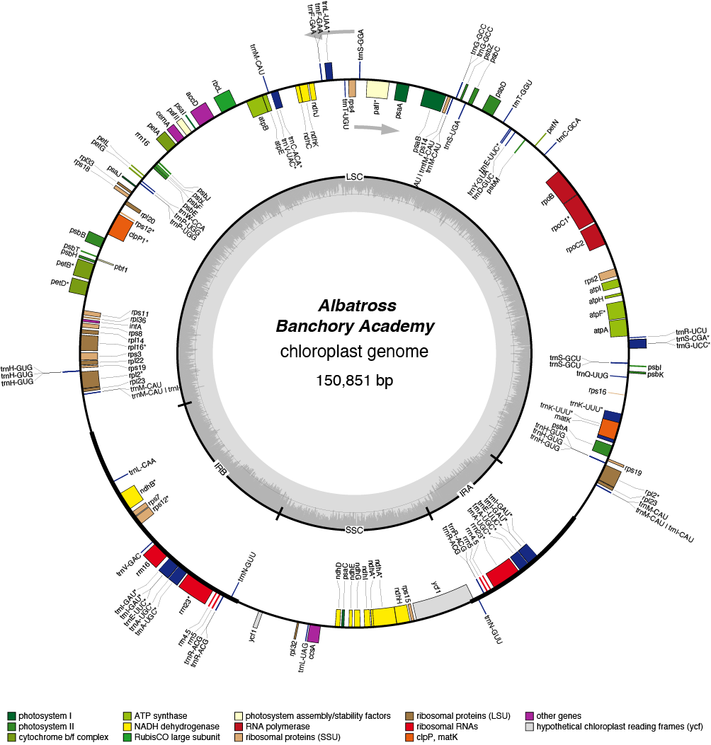 22BAalba chloroplast genome map
