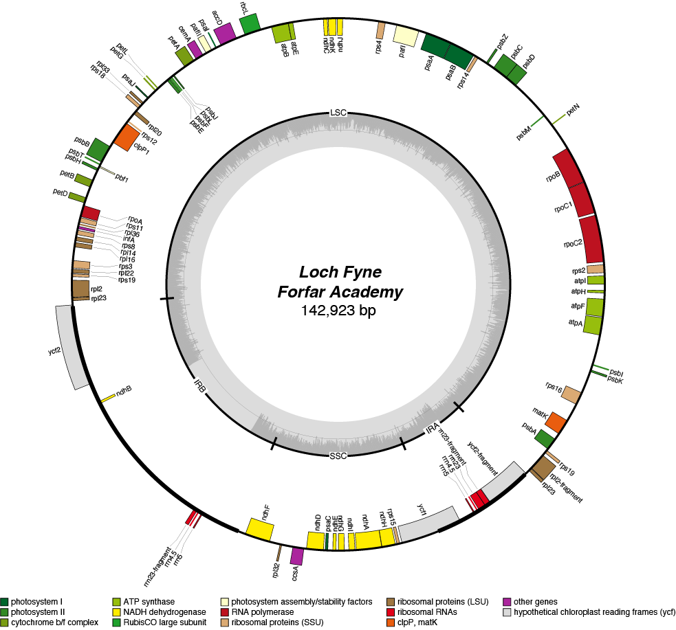 22FAlofy chloroplast genome map