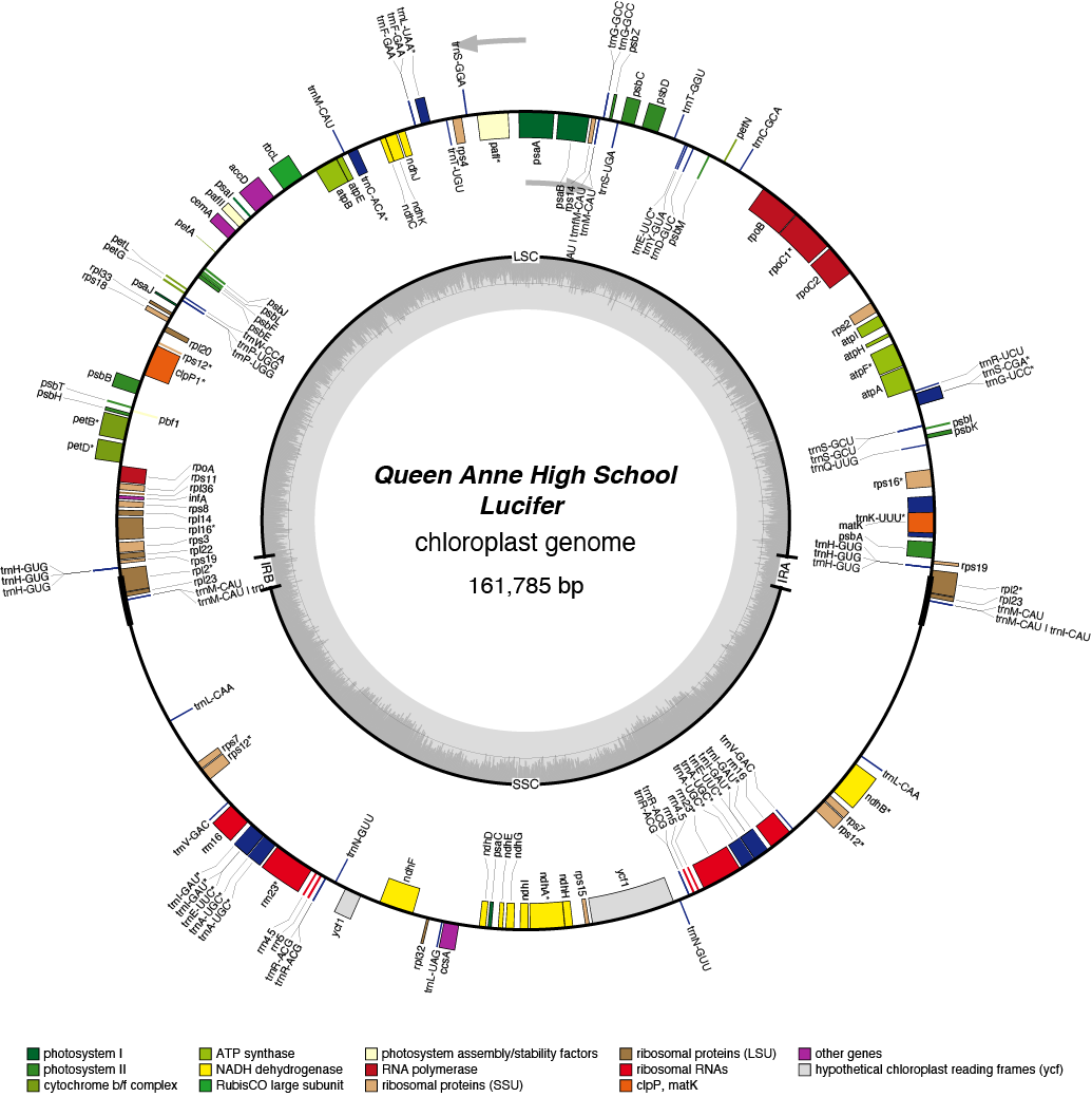 22QAluci chloroplast genome map