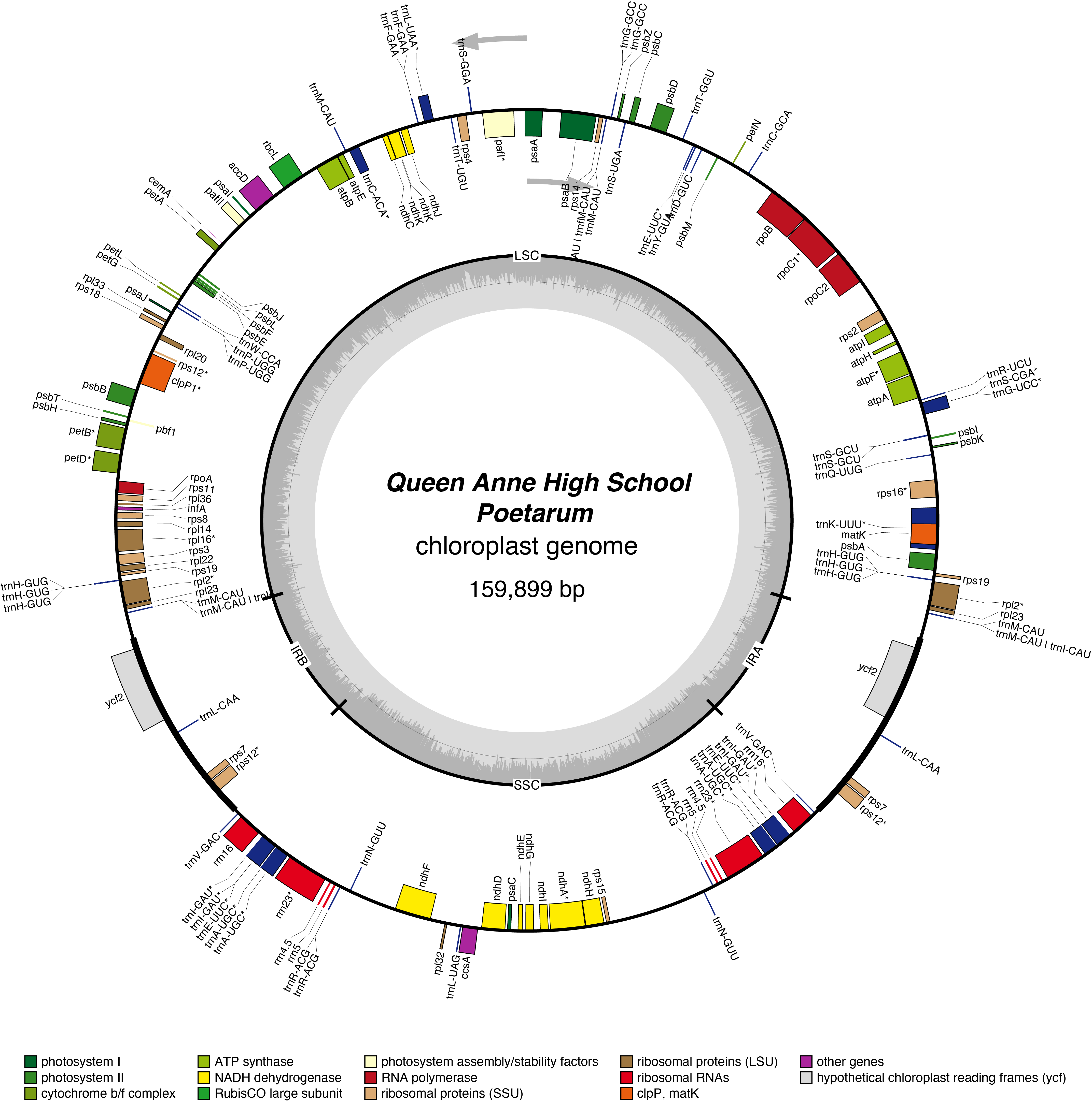 Map of 22QApoet chloroplast genome