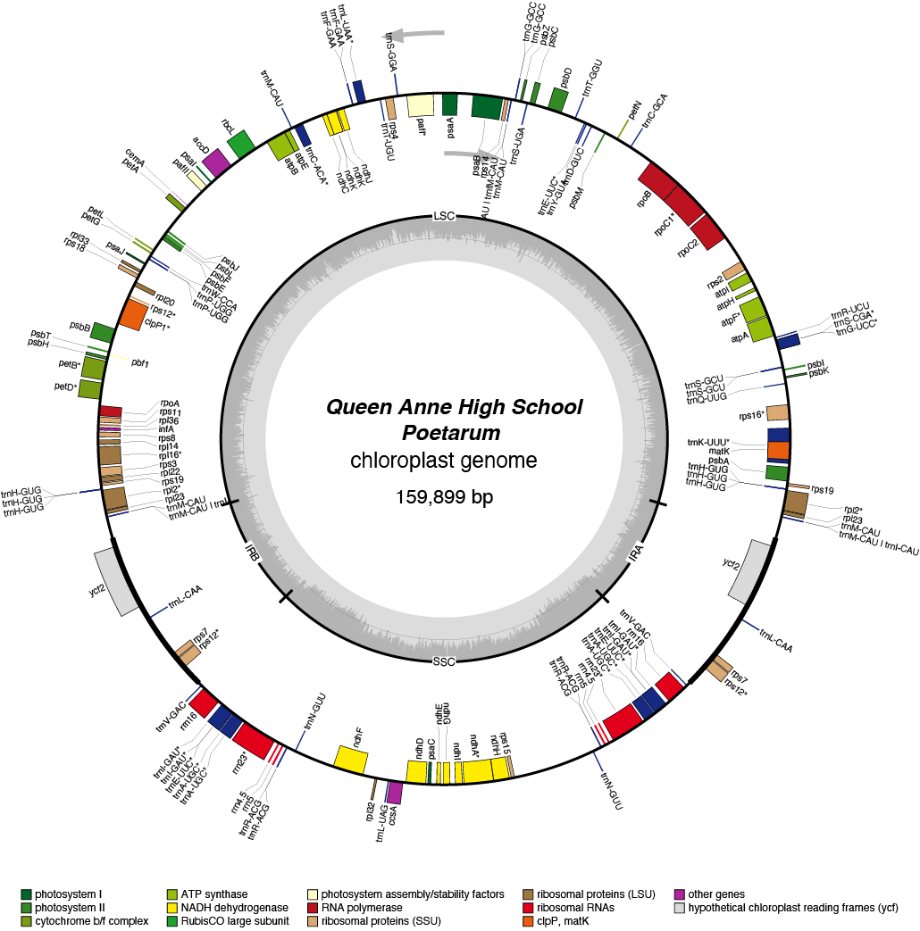 22QApoet chloroplast genome map
