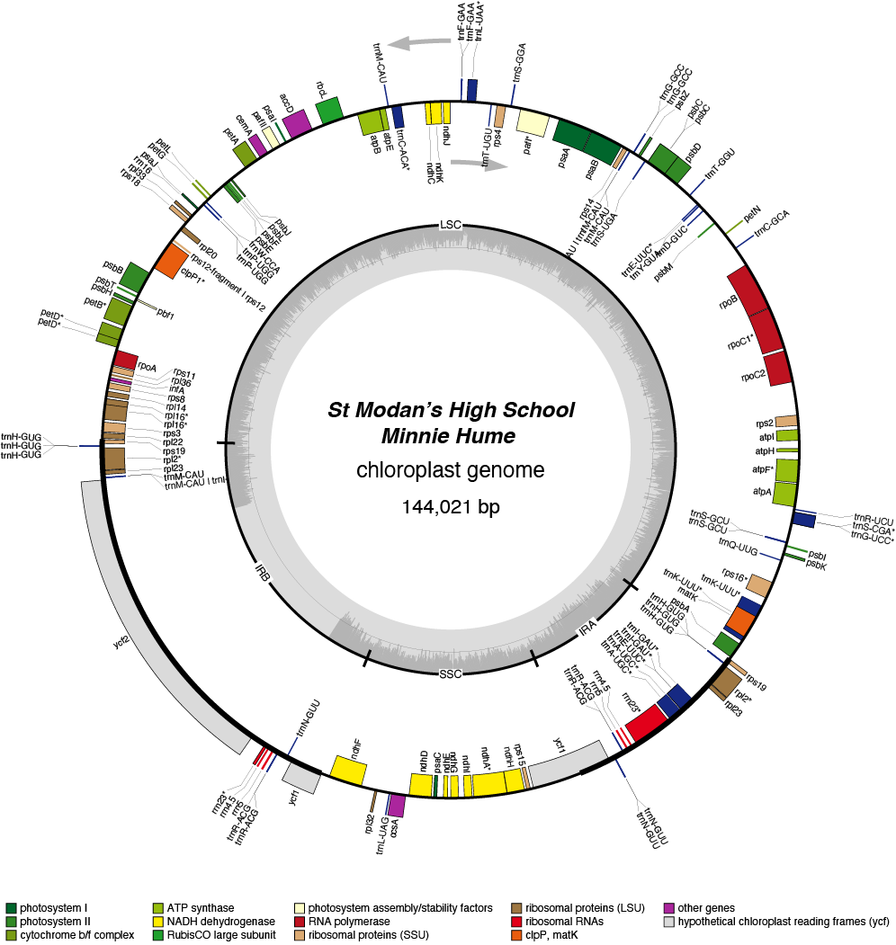 22SMmihu chloroplast genome map