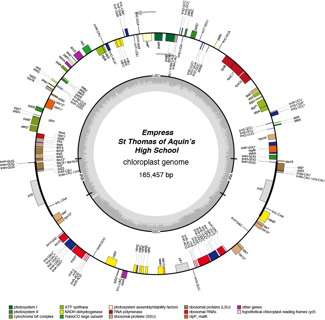 22TAempr chloroplast genome map