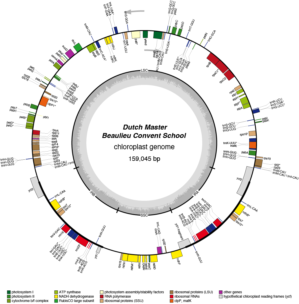 23BCduma chloroplast genome map