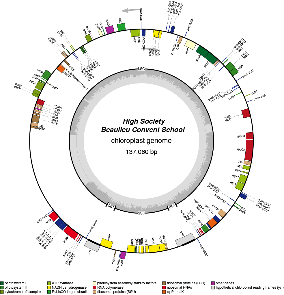 23BChiso chloroplast genome map