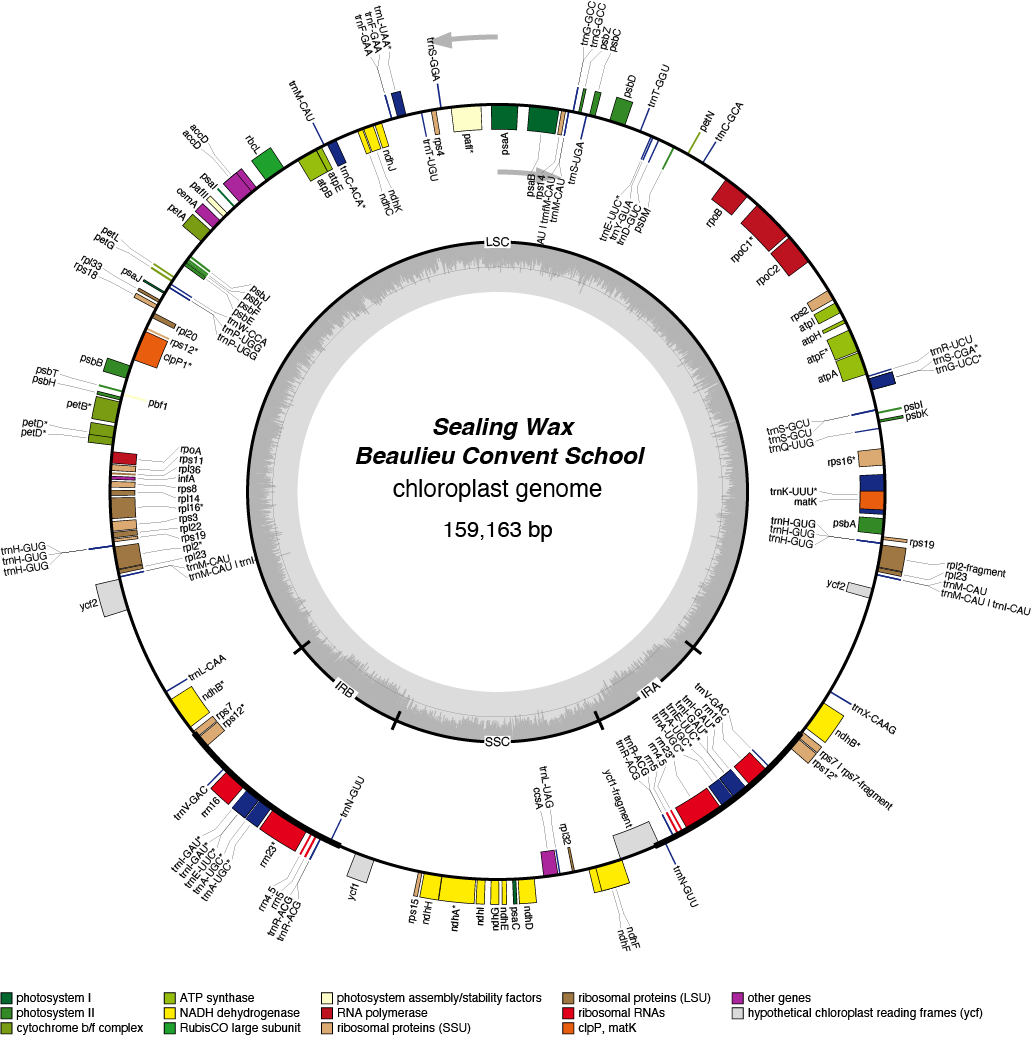 23BCseal chloroplast genome map