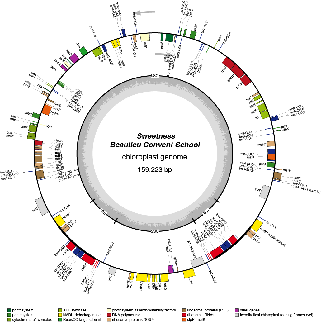 23BCswee chloroplast genome map