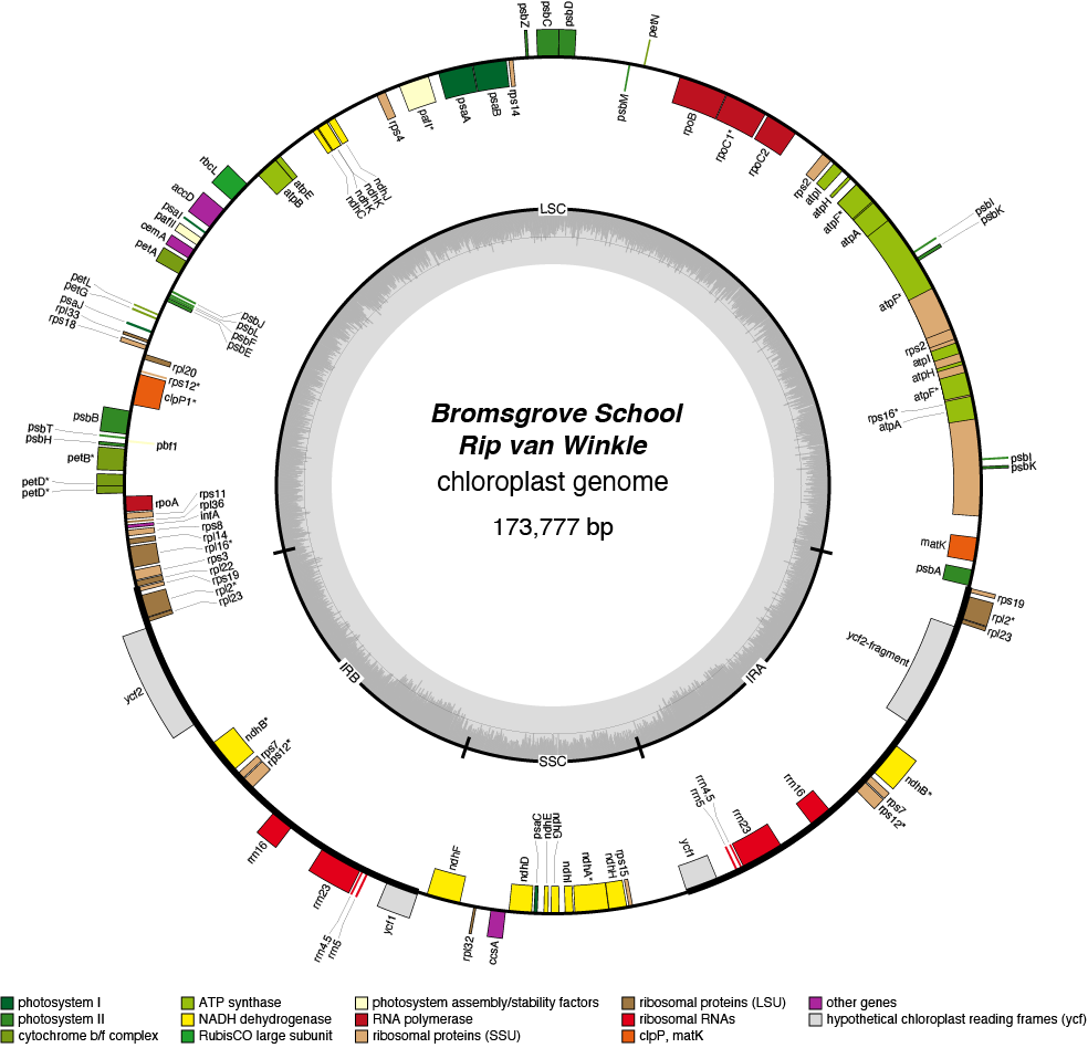 26BSripv chloroplast genome map