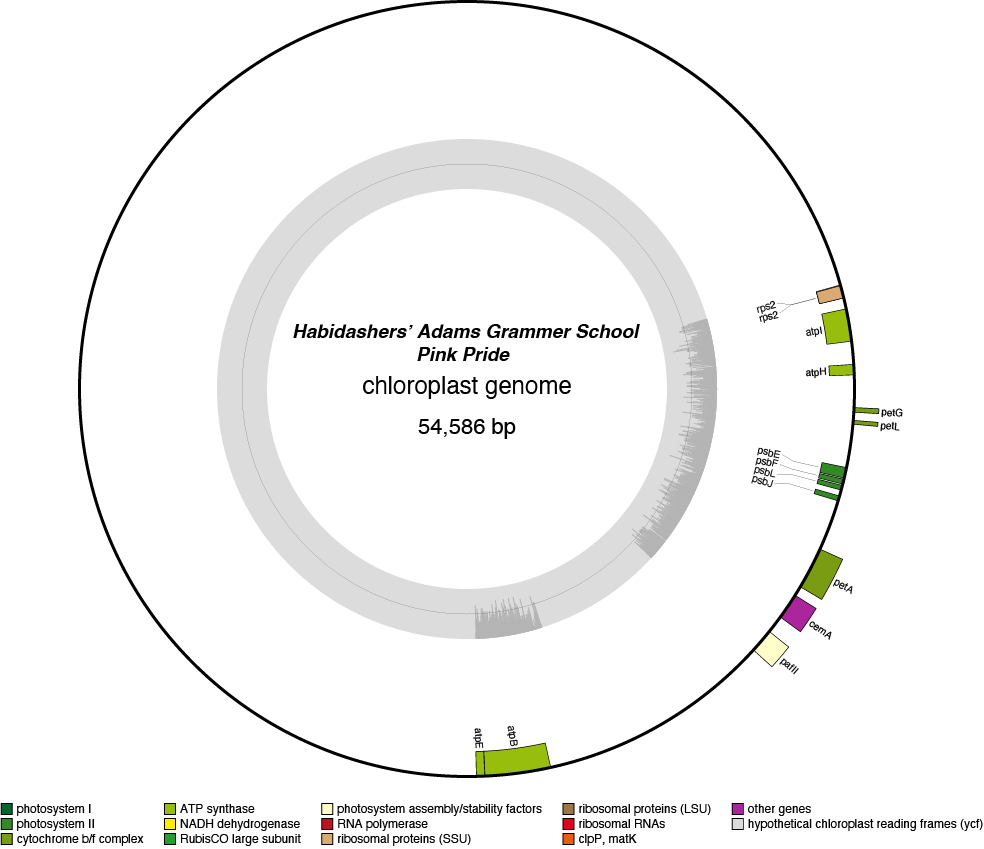 26HApipr chloroplast genome map