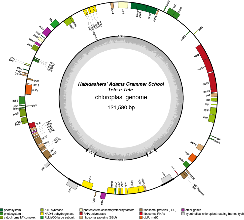 26HAtete chloroplast genome map