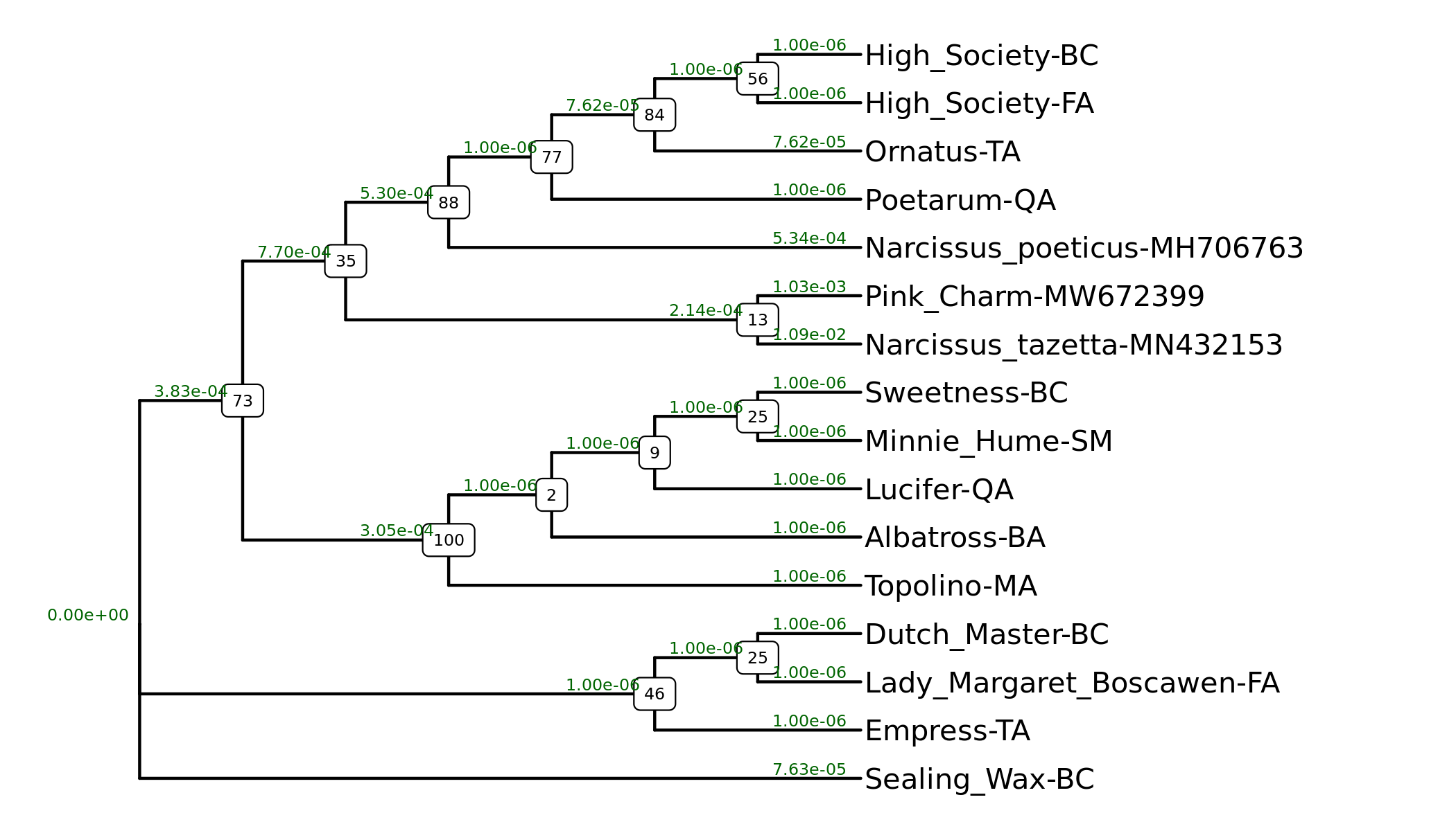 Phylogenetic tree of daffodil sequences